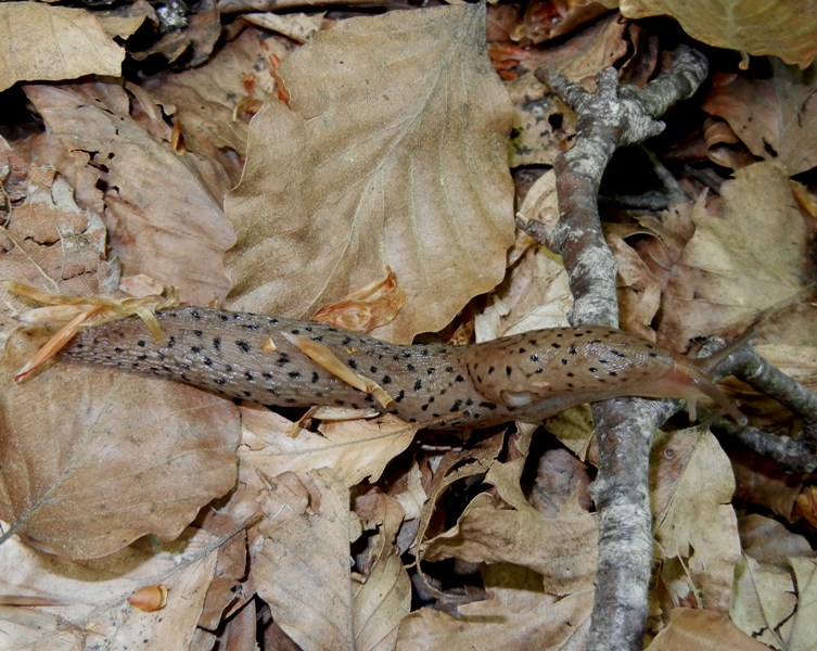 Limax graecus-gruppo da Cosenza n 3